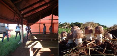 ブラジルで栽培されるヒメマツタケ