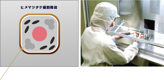 ヒメマツタケ細胞壁図