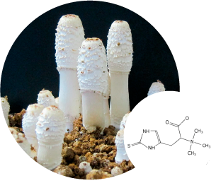 ササクレヒトヨタケマツ